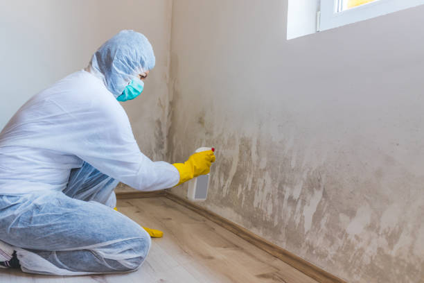 Best Mold Damage Restoration  in Noank, CT