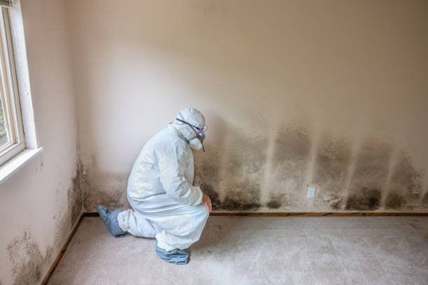 Best Mold Documentation for Insurance Claims  in Noank, CT